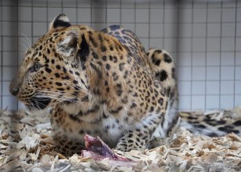 Los centros de rescate de animales en peligro