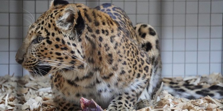 Los centros de rescate de animales en peligro