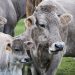Vacas-Green-Deal