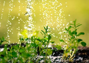 Agua reutilizada regando plantas