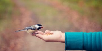 Asteya, enemigos de lo ajeno