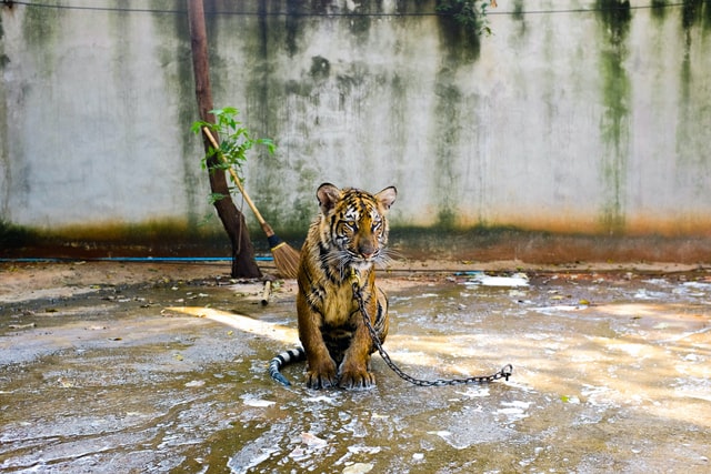 Tigre atado en pésimas condiciones