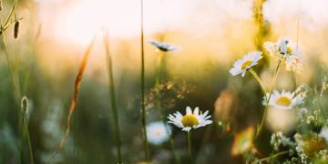 Plantas primaverales
