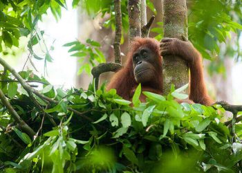 Orangután en su hábitat en Toga Occidental