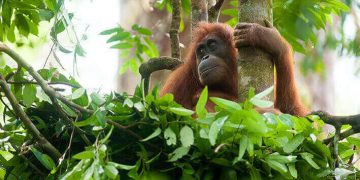Orangután en su hábitat en Toga Occidental