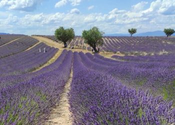 Campos de lavanda en la Provenza