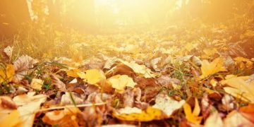 Infusiones ideales para afrontar el otoño