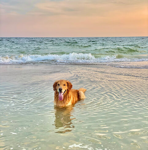 Perro bañándose en el mar