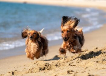 Perros corriendo en la playa