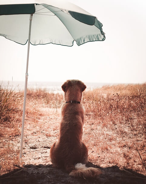 Perro debajo de una sombrilla en la playa