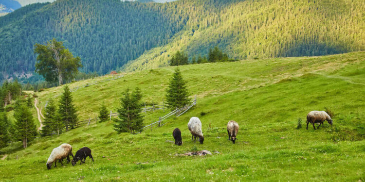 Ovejas comiendo hierba en época de Cuaresma