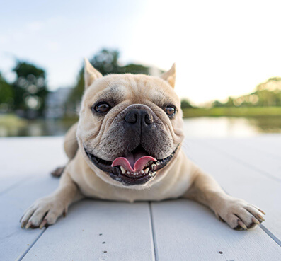 Perro jadeando por el calor