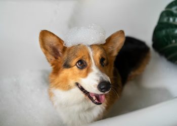 higiene ecológica para mascotas
