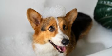 higiene ecológica para mascotas