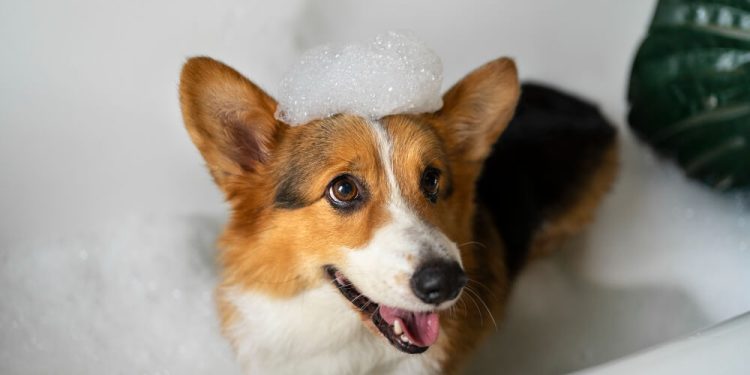 higiene ecológica para mascotas