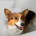 higiene ecológica para mascotas