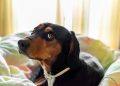 San Juan y petardos: cómo proteger a tu mascota