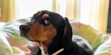 San Juan y petardos: cómo proteger a tu mascota